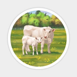 Charolais Cow and Cute Calf in Summer Pasture Magnet